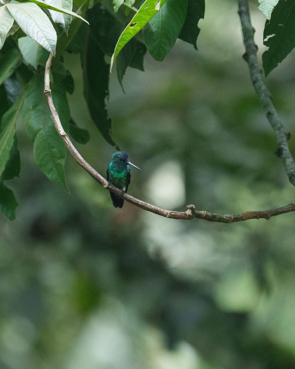 Indigo-capped Hummingbird - ML633612717