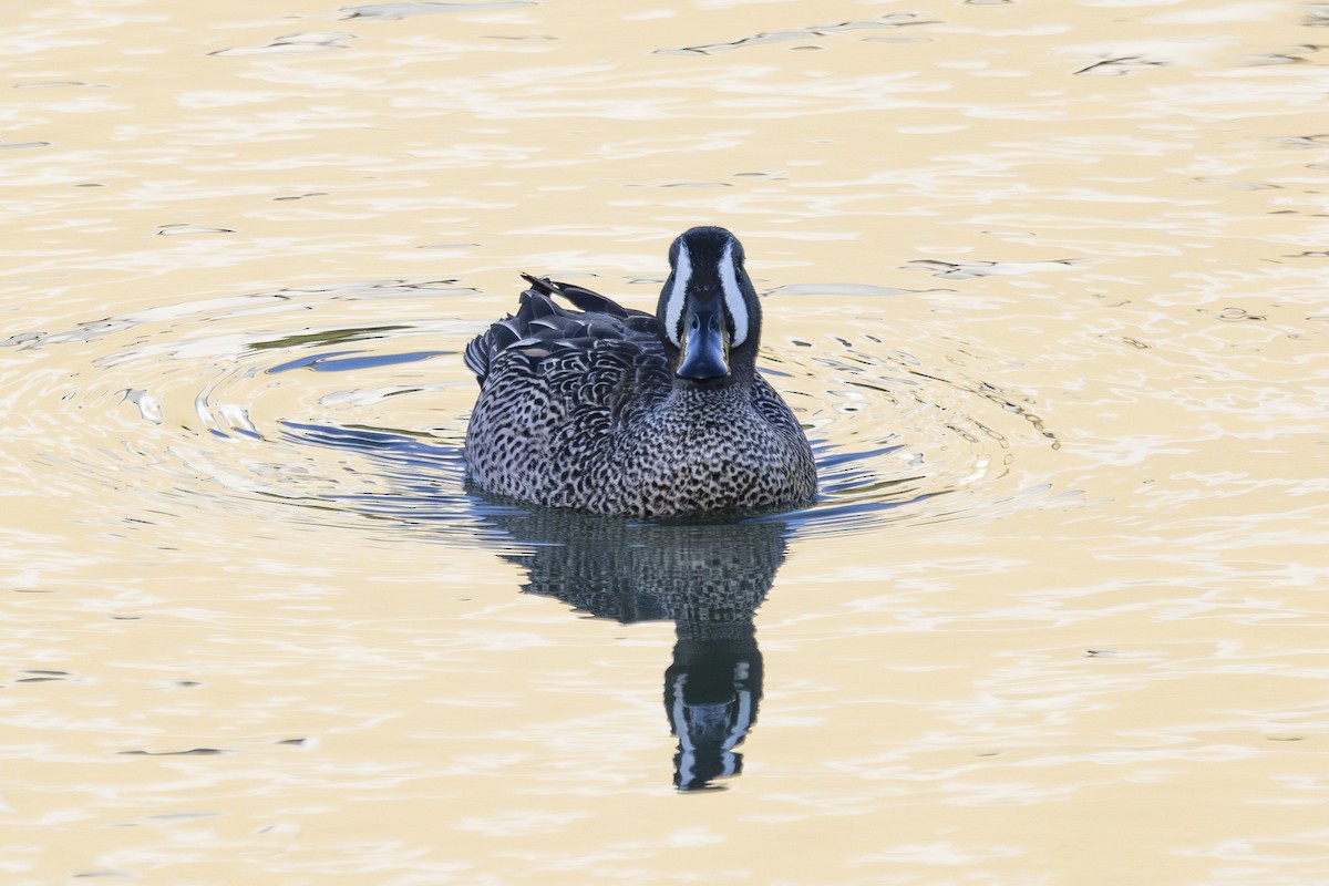 Blue-winged Teal - ML633612795