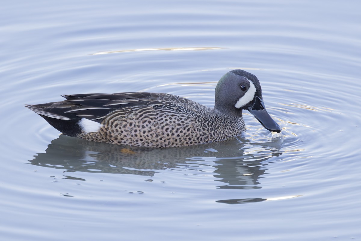 Blue-winged Teal - ML633612796