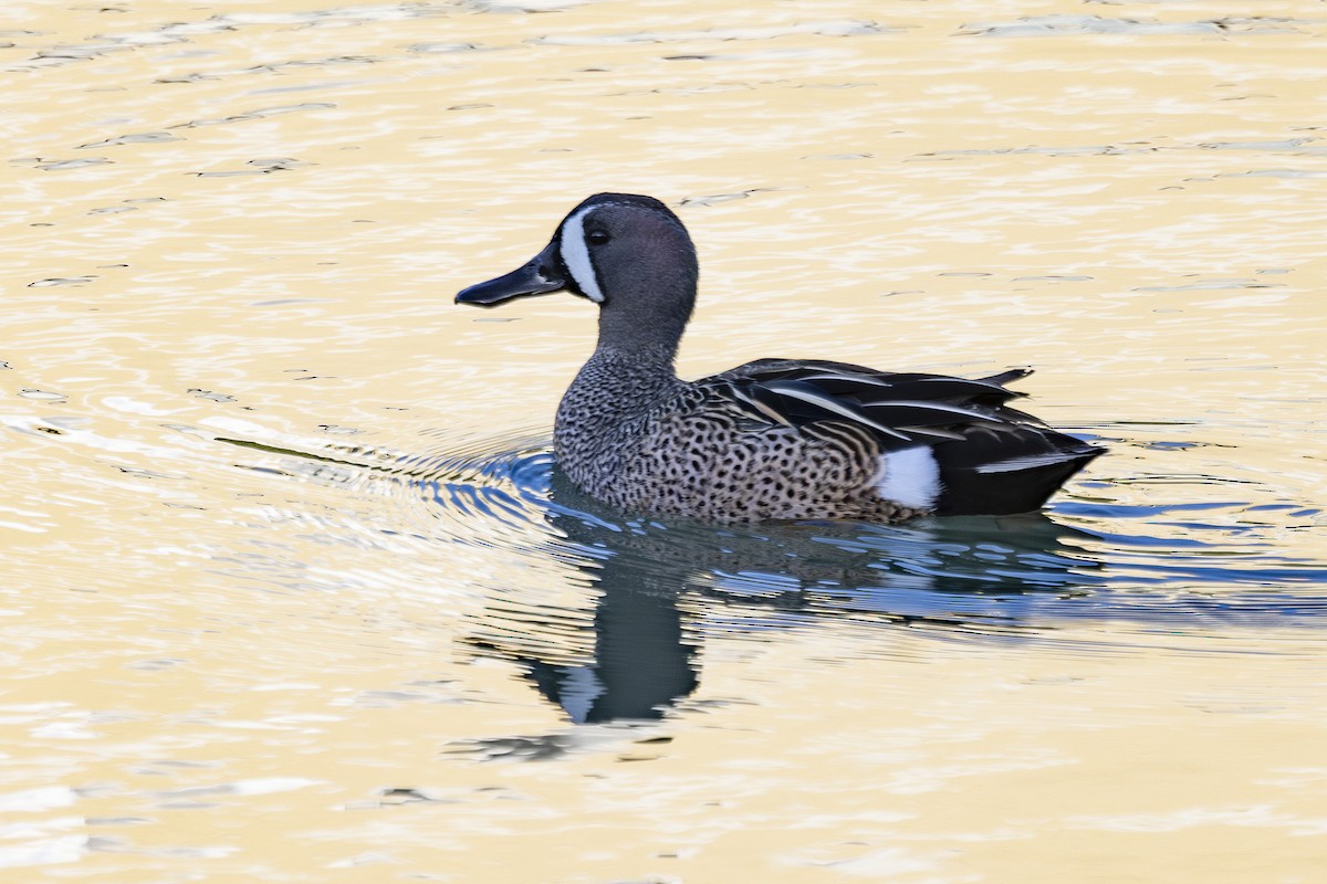 Blue-winged Teal - ML633612797