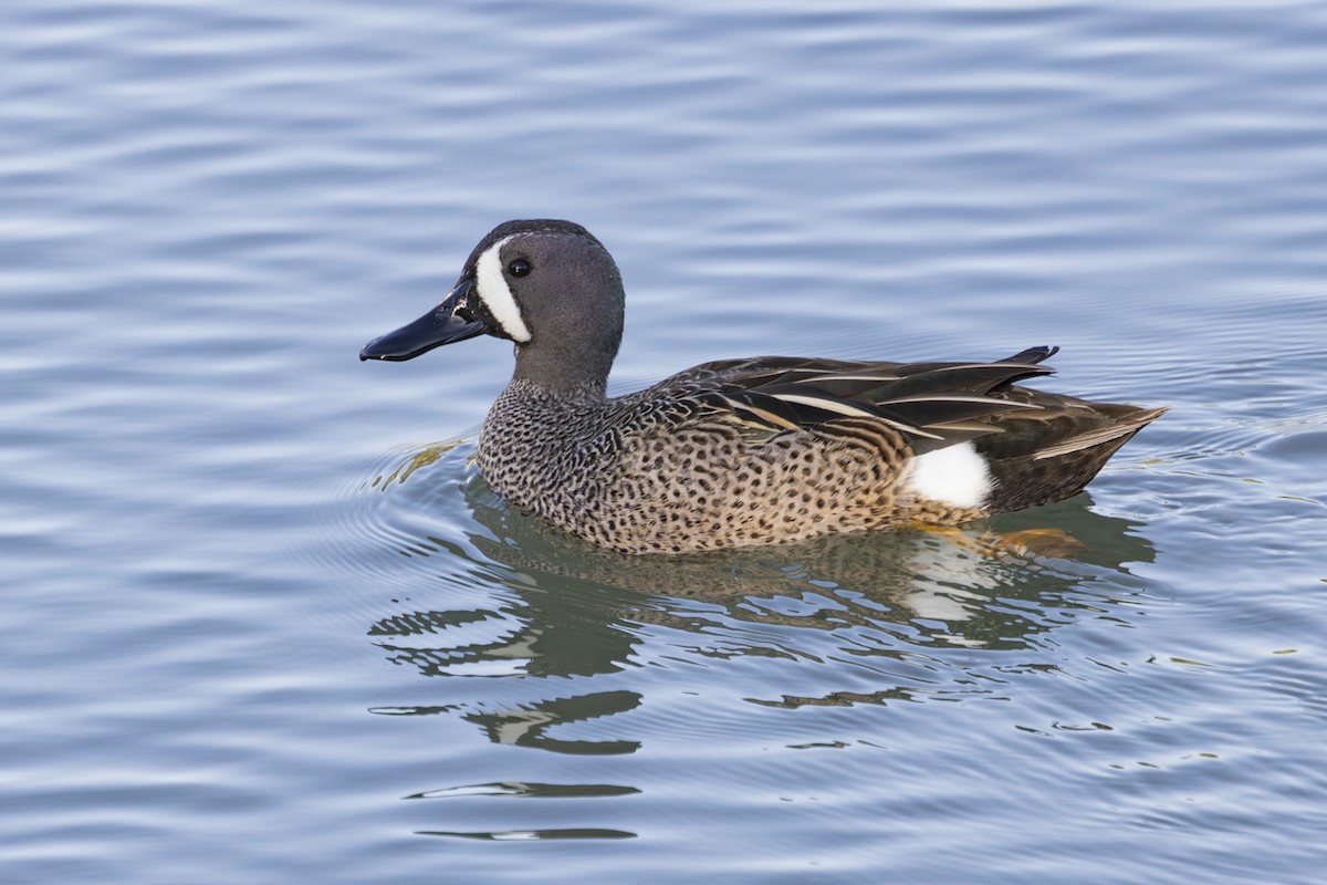 Blue-winged Teal - ML633612798