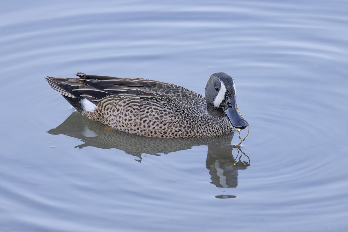 Blue-winged Teal - ML633612800