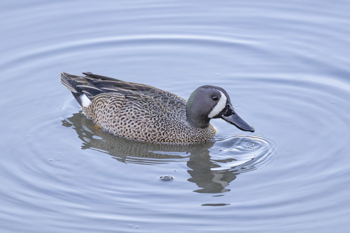 Blue-winged Teal - ML633612801