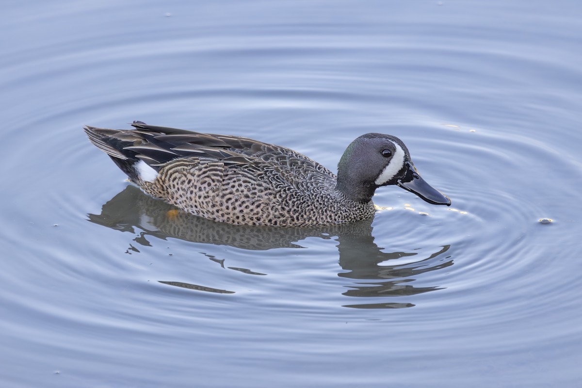 Blue-winged Teal - ML633612804