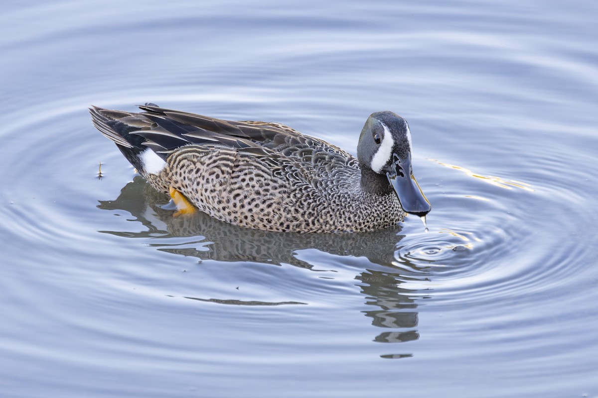 Blue-winged Teal - ML633612805
