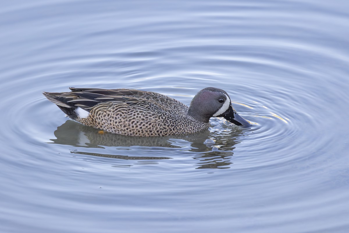 Blue-winged Teal - ML633612806
