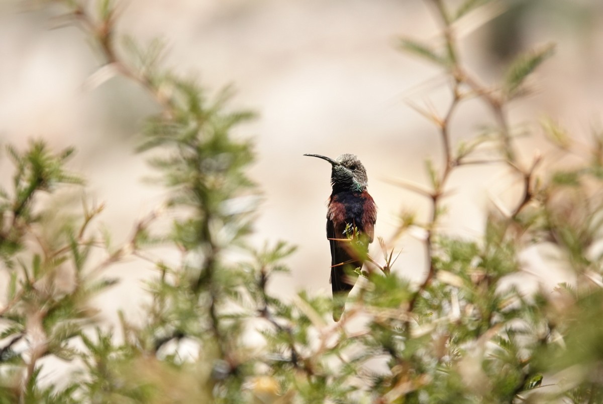 Wedge-tailed Hillstar - ML633612834