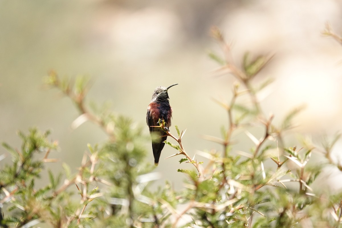 Wedge-tailed Hillstar - ML633612836
