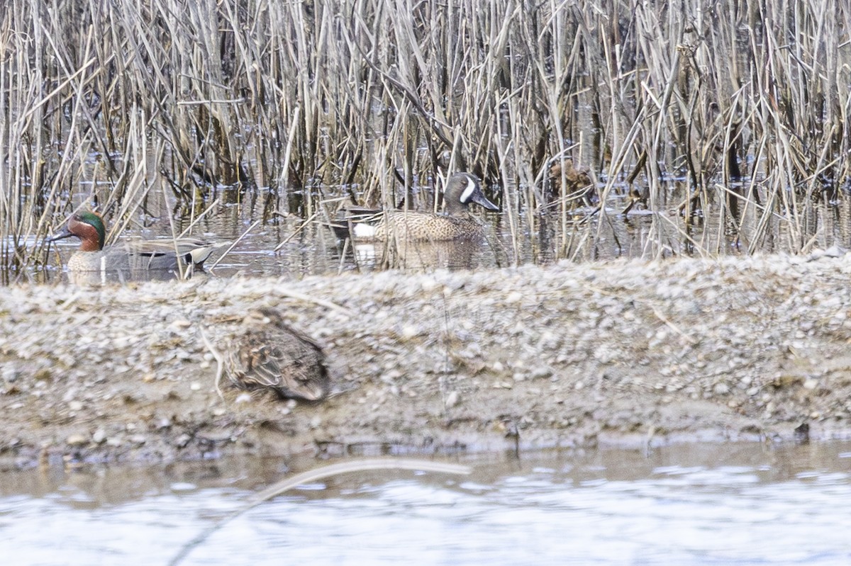 Blue-winged Teal - ML633612936
