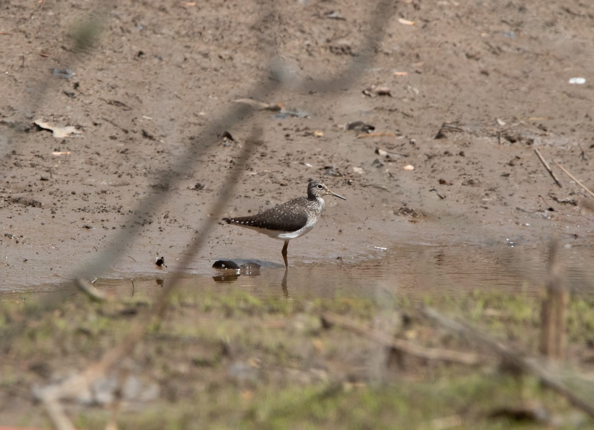 Solitary Sandpiper - ML633613057
