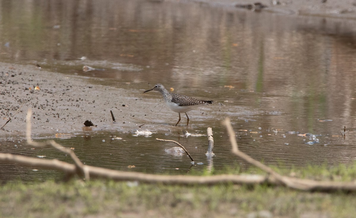 Solitary Sandpiper - ML633613072