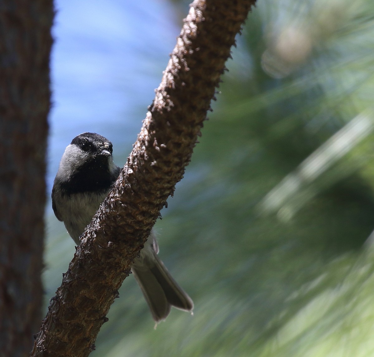 Mountain Chickadee - ML63361311