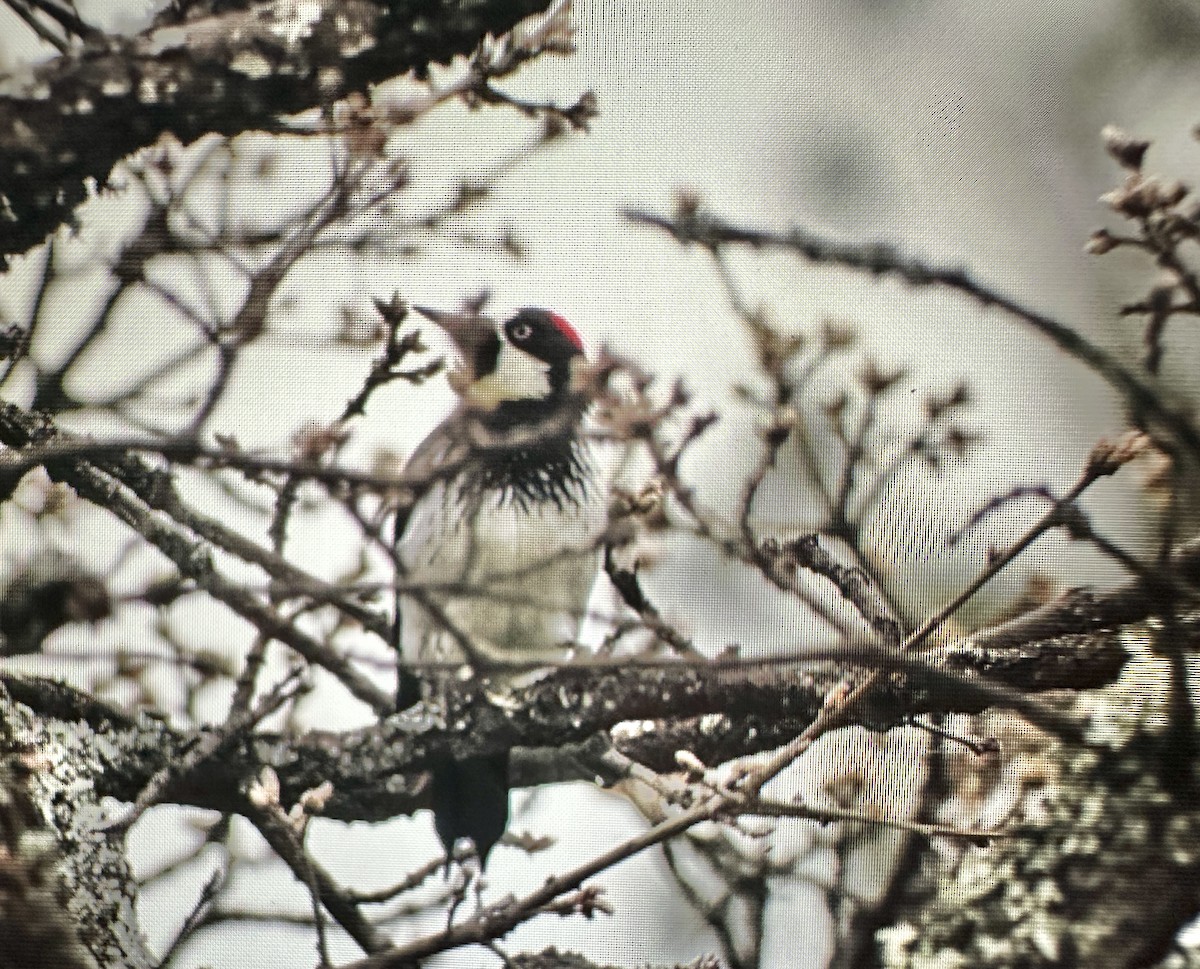 Acorn Woodpecker - ML633613136