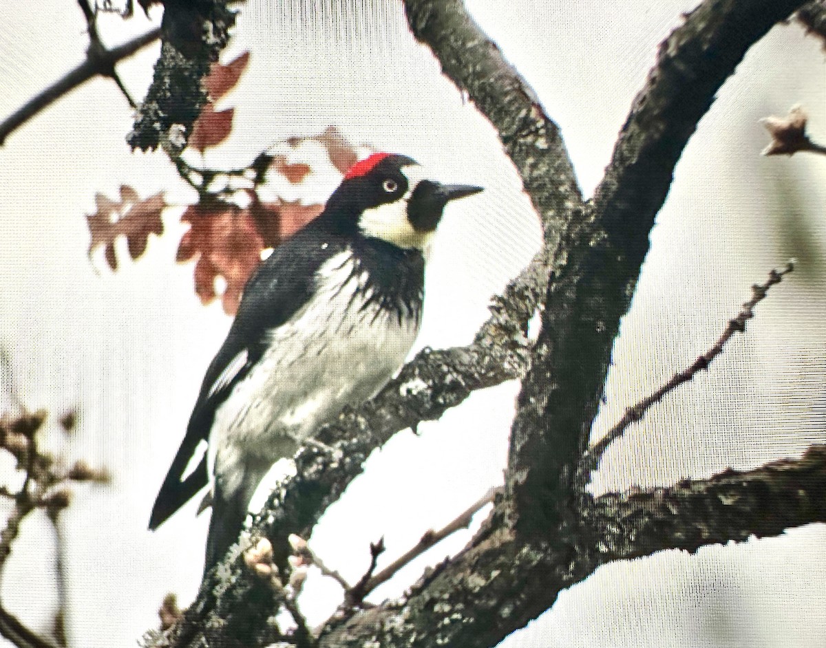 Acorn Woodpecker - ML633613137