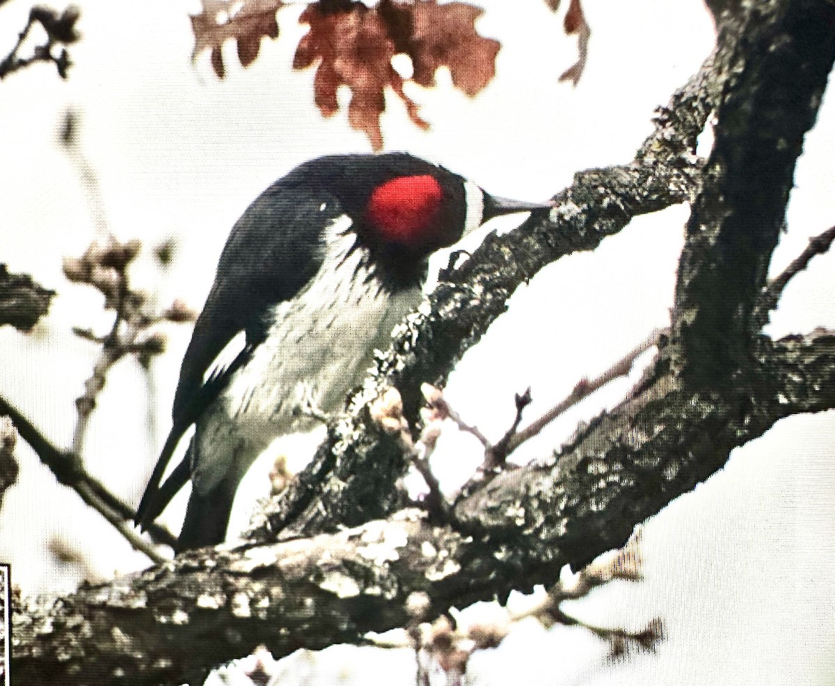 Acorn Woodpecker - ML633613149