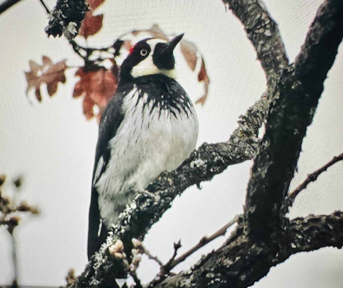 Acorn Woodpecker - ML633613167