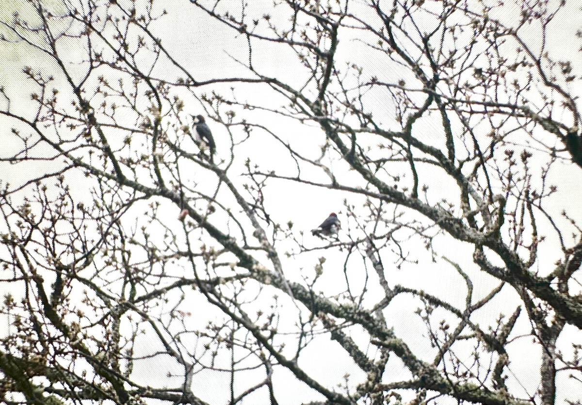 Acorn Woodpecker - ML633613200
