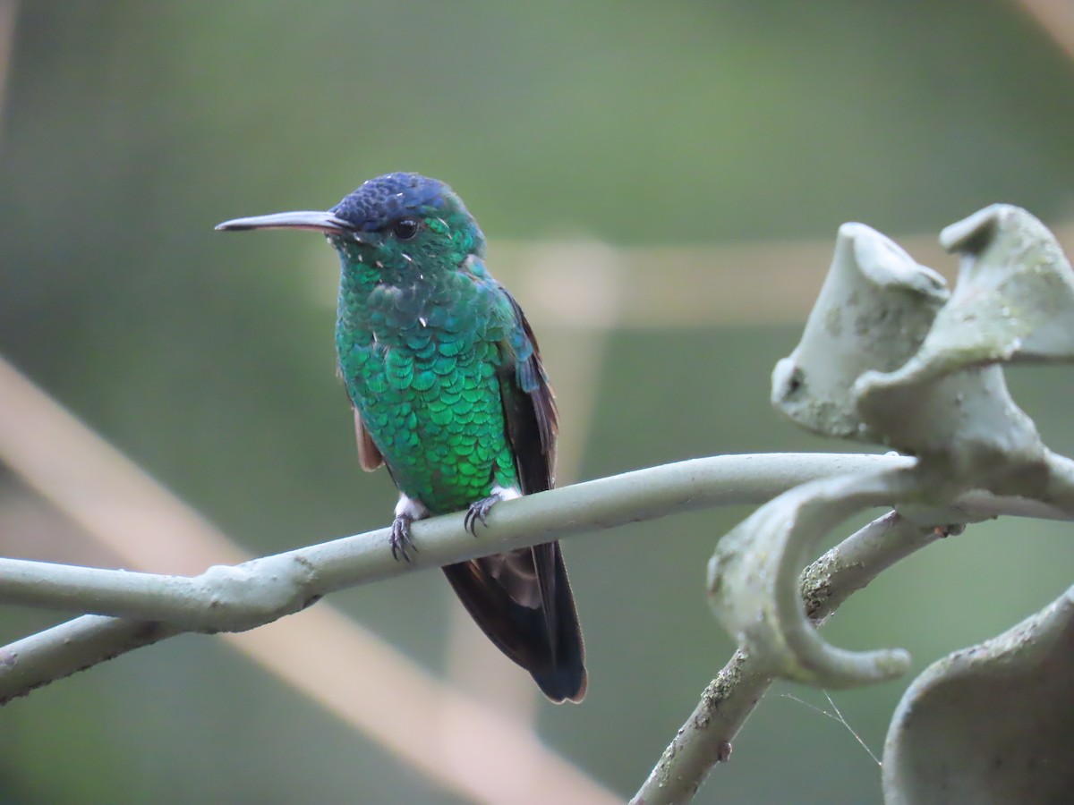 Indigo-capped Hummingbird - ML633613201
