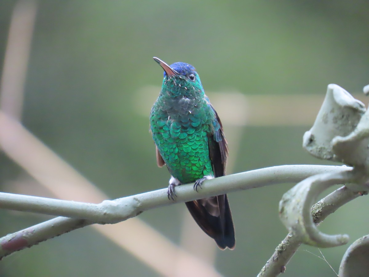 Indigo-capped Hummingbird - ML633613210