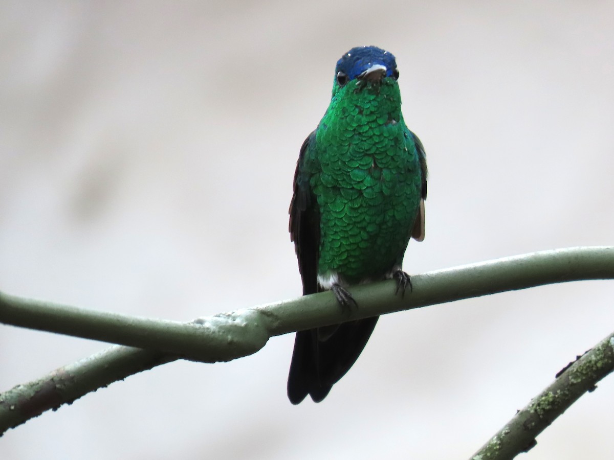 Indigo-capped Hummingbird - ML633613226