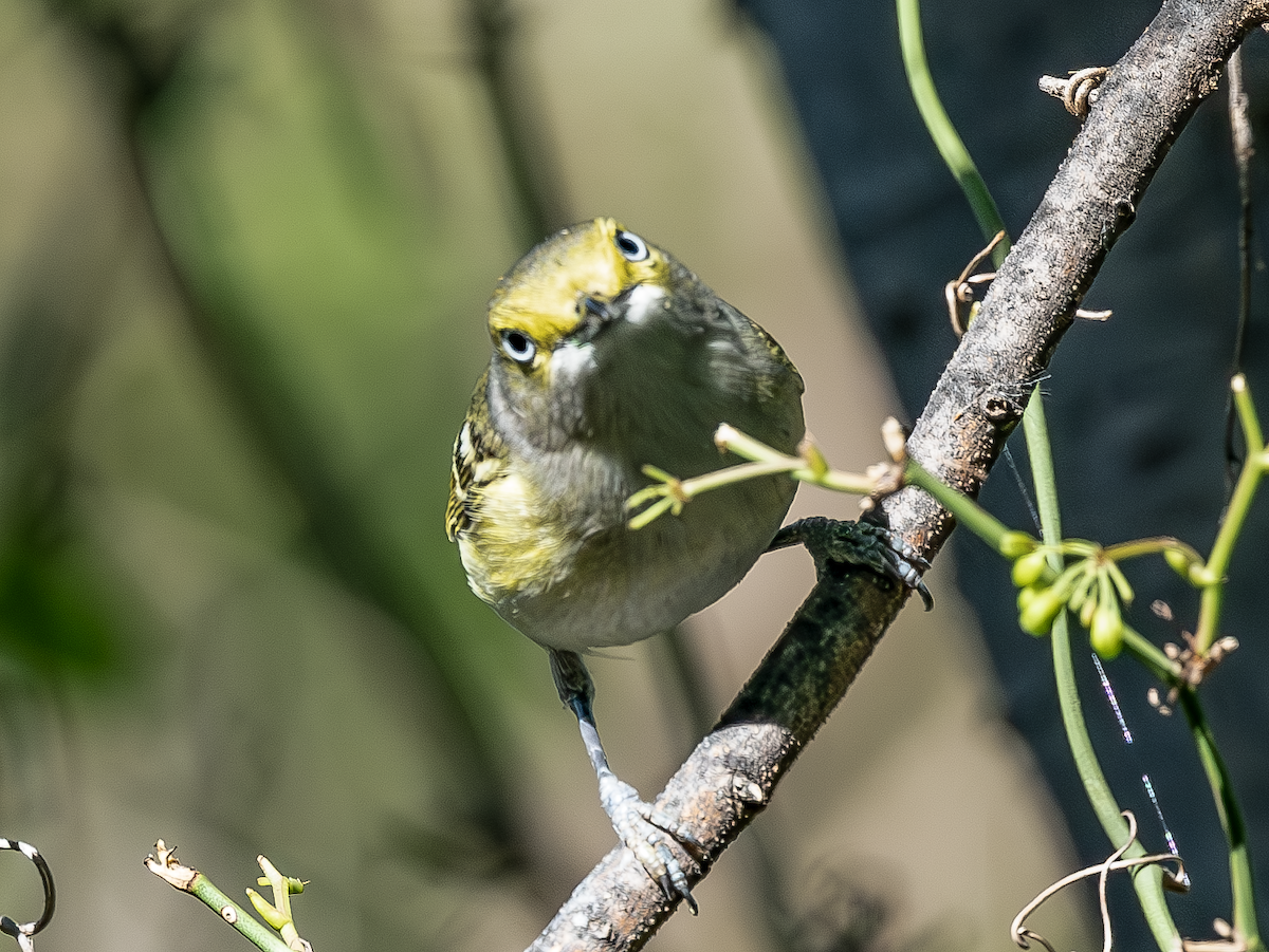 White-eyed Vireo - ML633613359