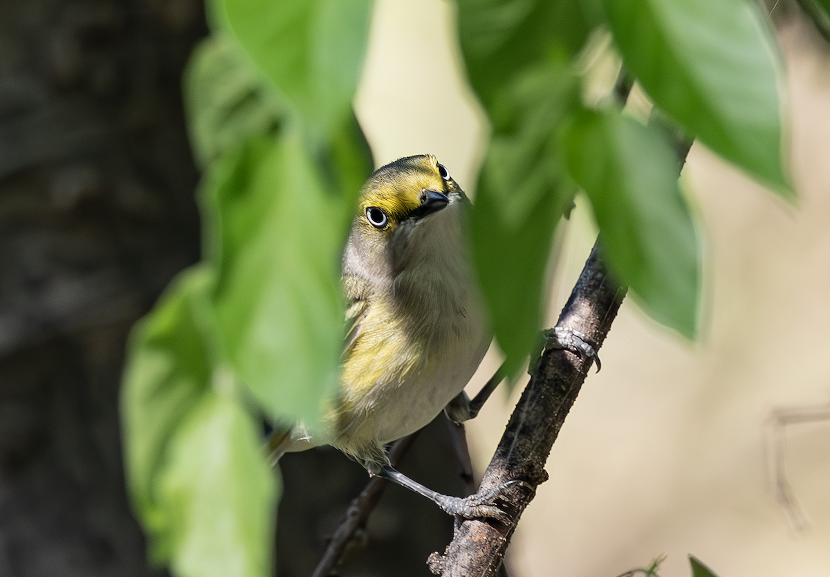 White-eyed Vireo - ML633613360