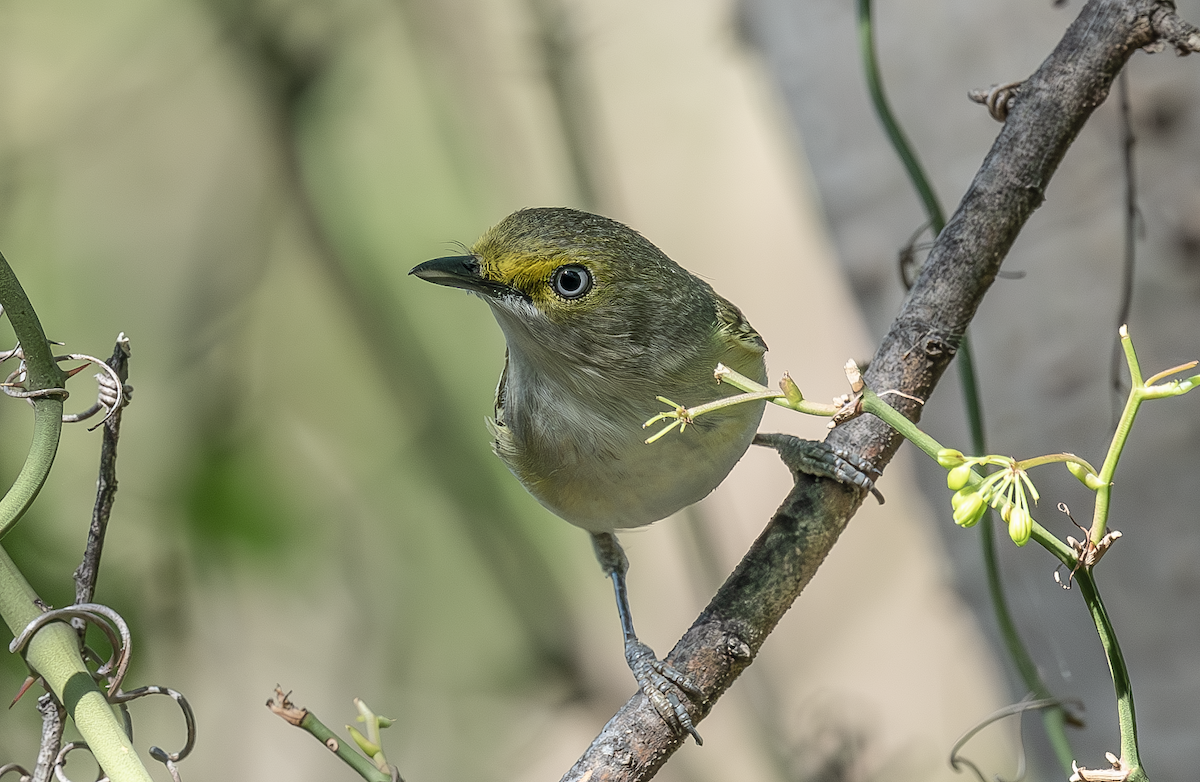 White-eyed Vireo - ML633613361