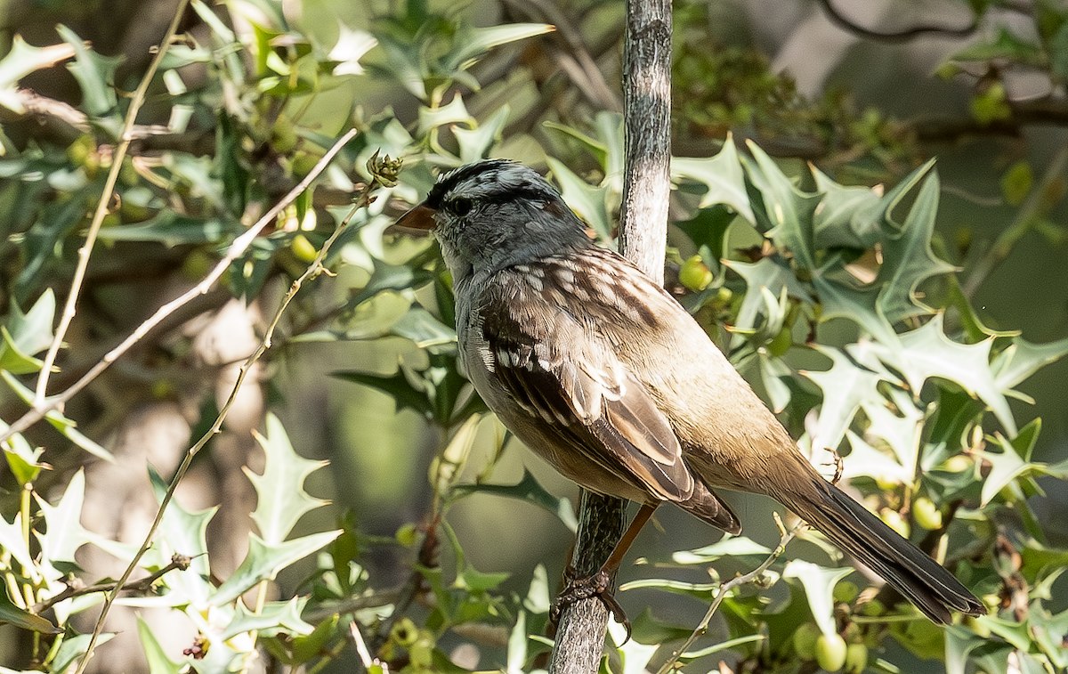 White-crowned Sparrow - ML633613404