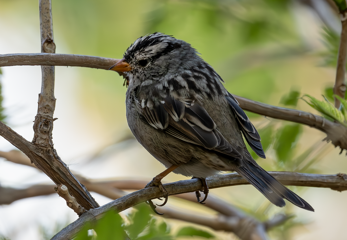White-crowned Sparrow - ML633613405