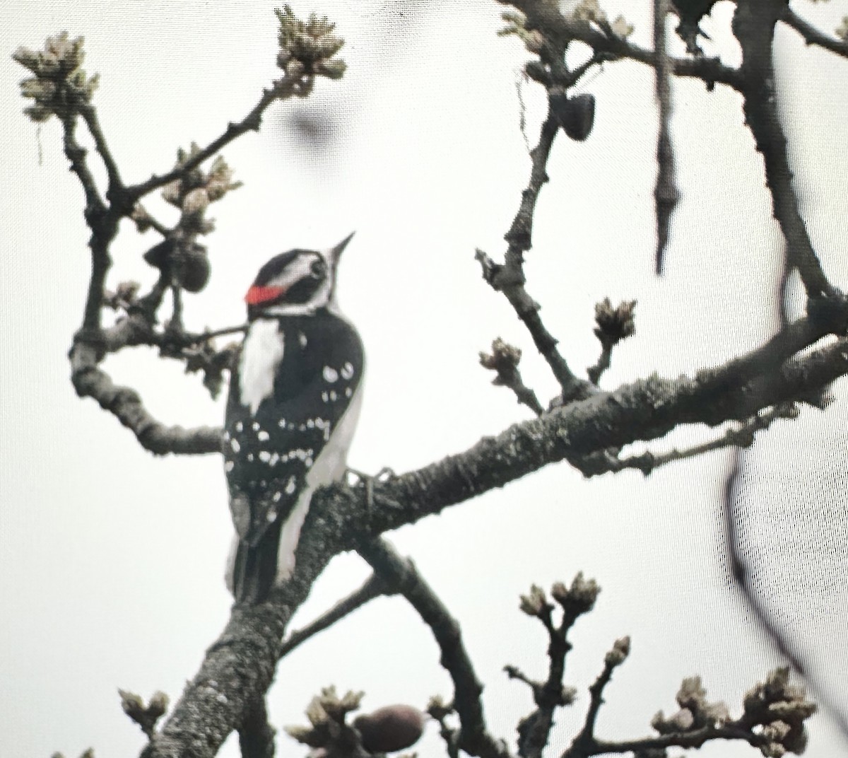 Downy Woodpecker - ML633613429