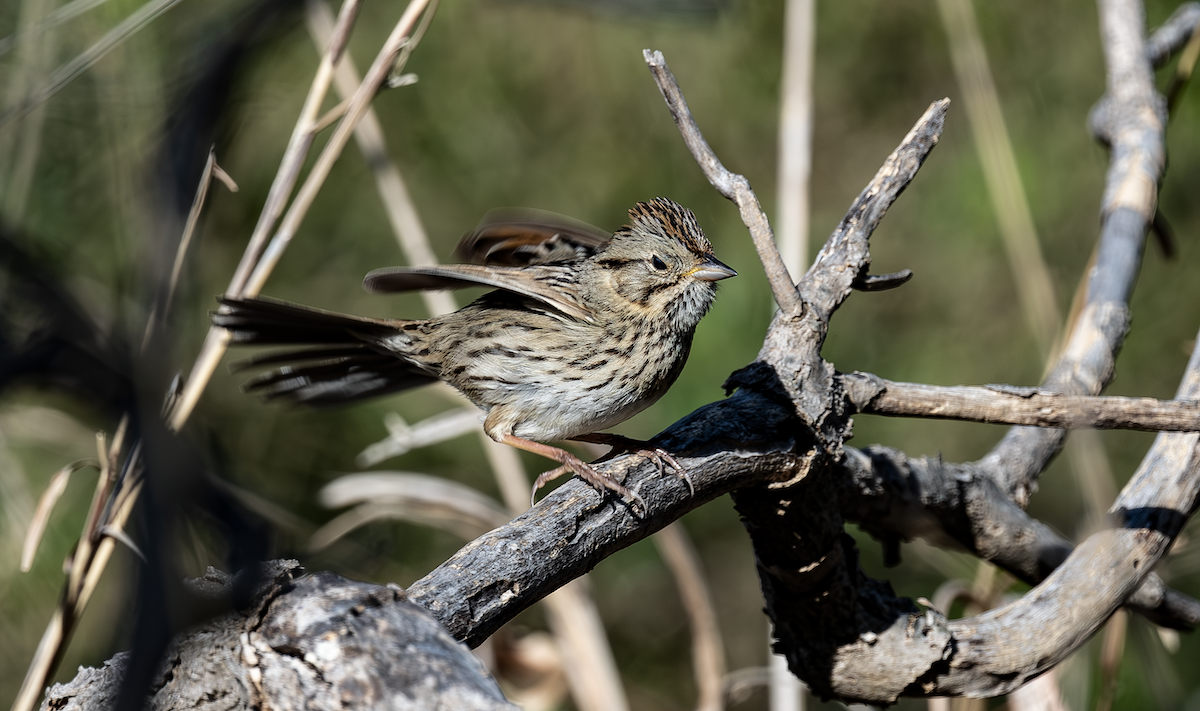 Lincoln's Sparrow - ML633613436