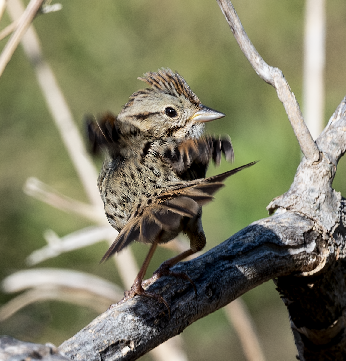Lincoln's Sparrow - ML633613439