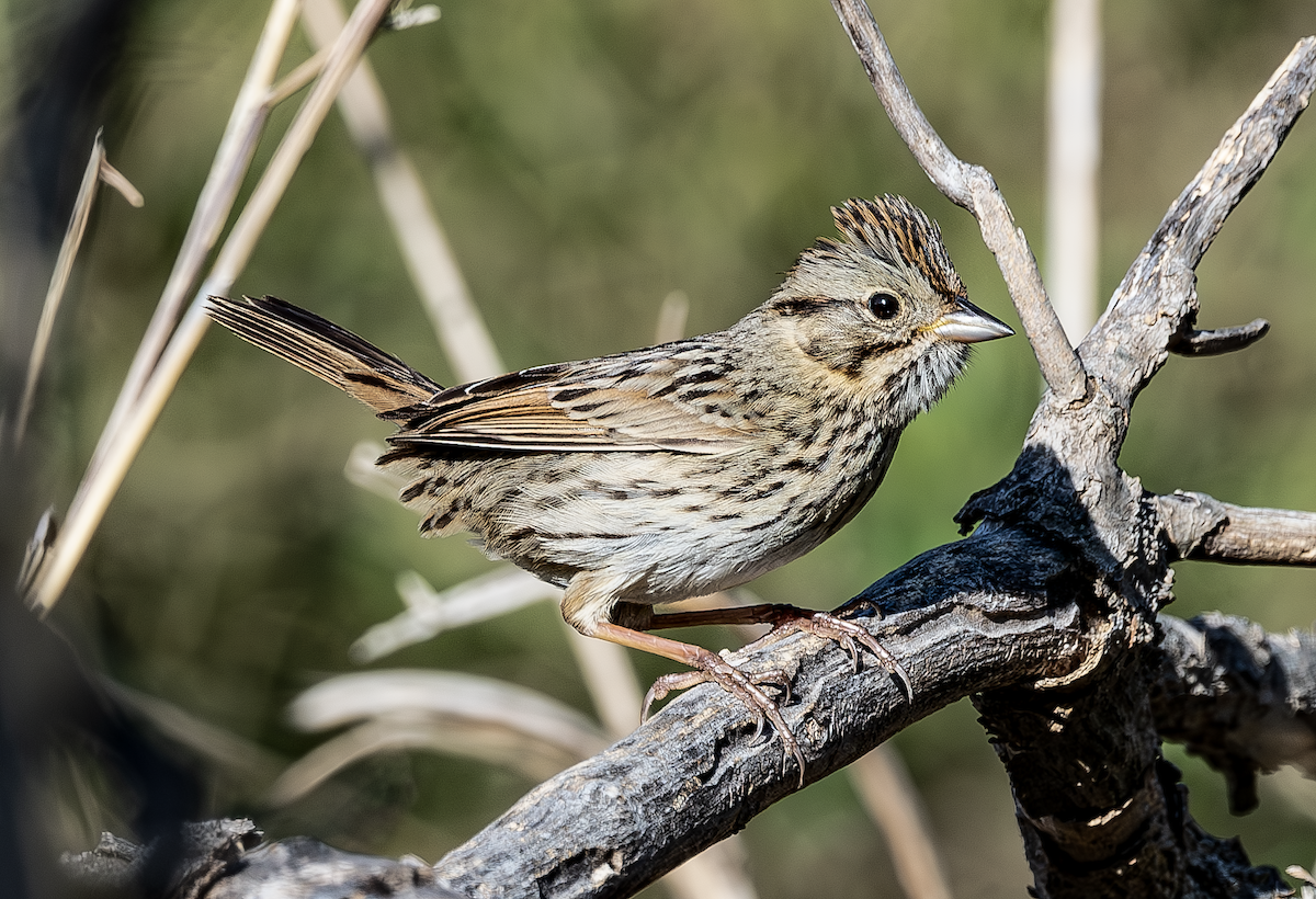 Lincoln's Sparrow - ML633613441