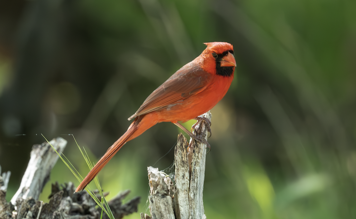 Northern Cardinal - ML633613482
