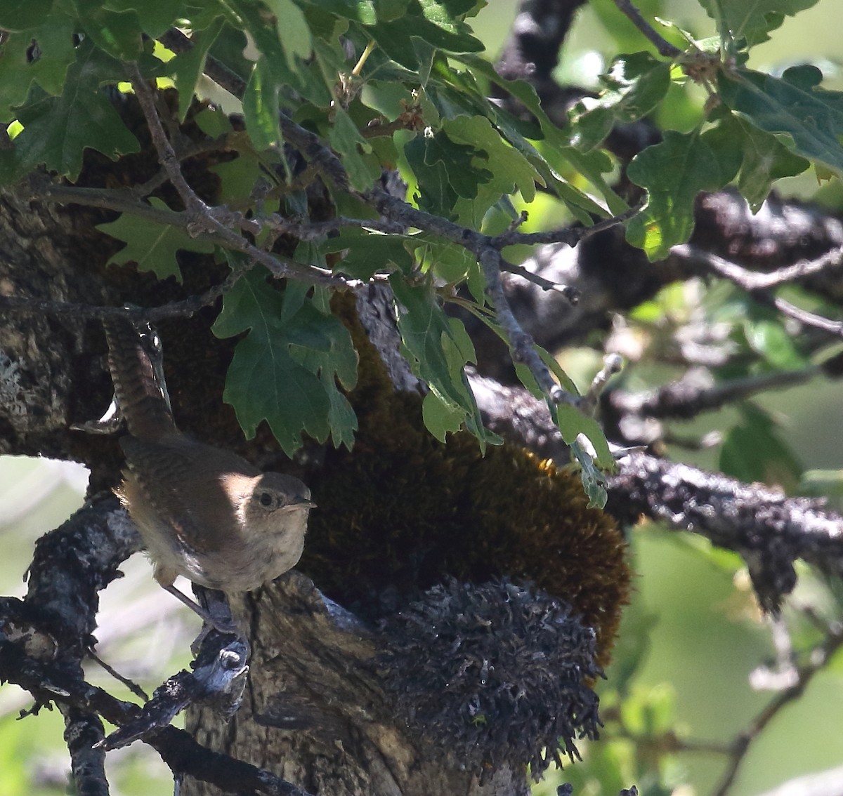 Northern House Wren - ML63361351
