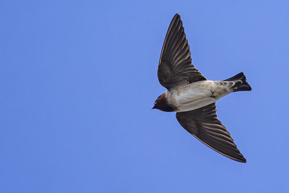 Cliff Swallow - ML633613645
