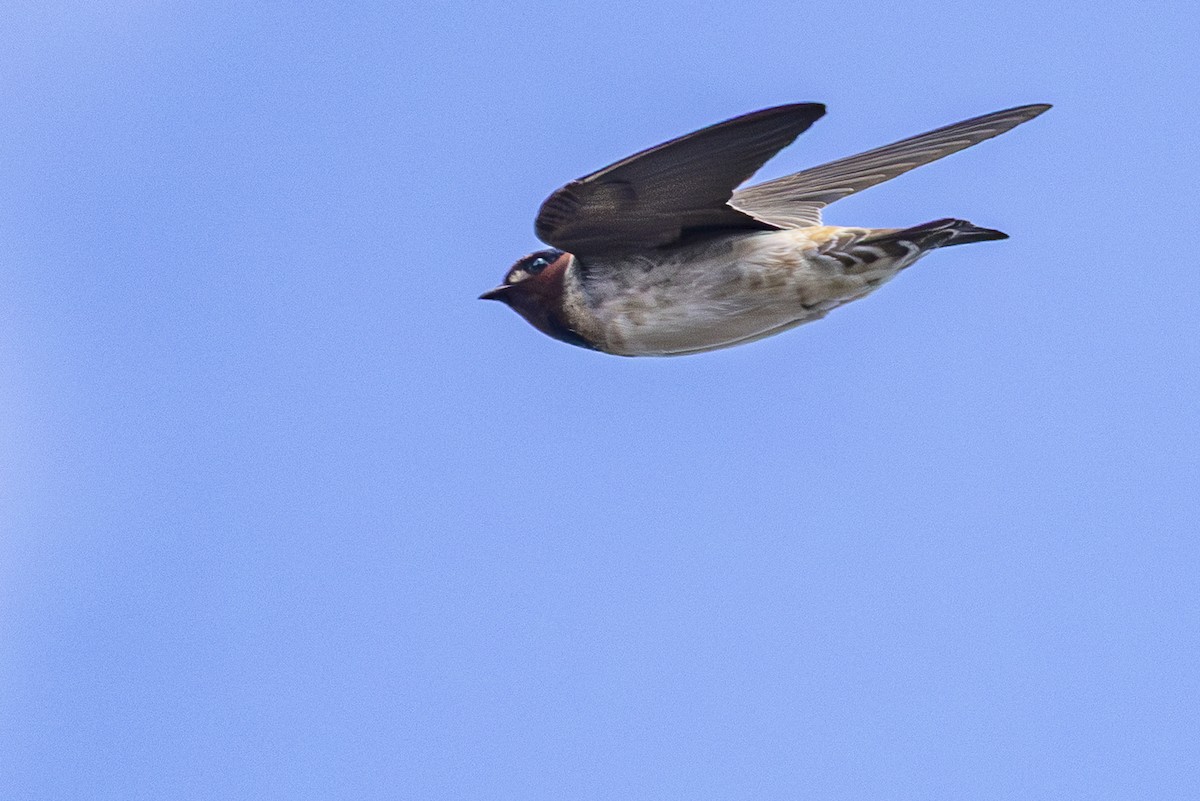 Cliff Swallow - ML633613647