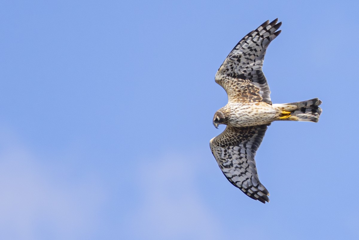Northern Harrier - ML633613692