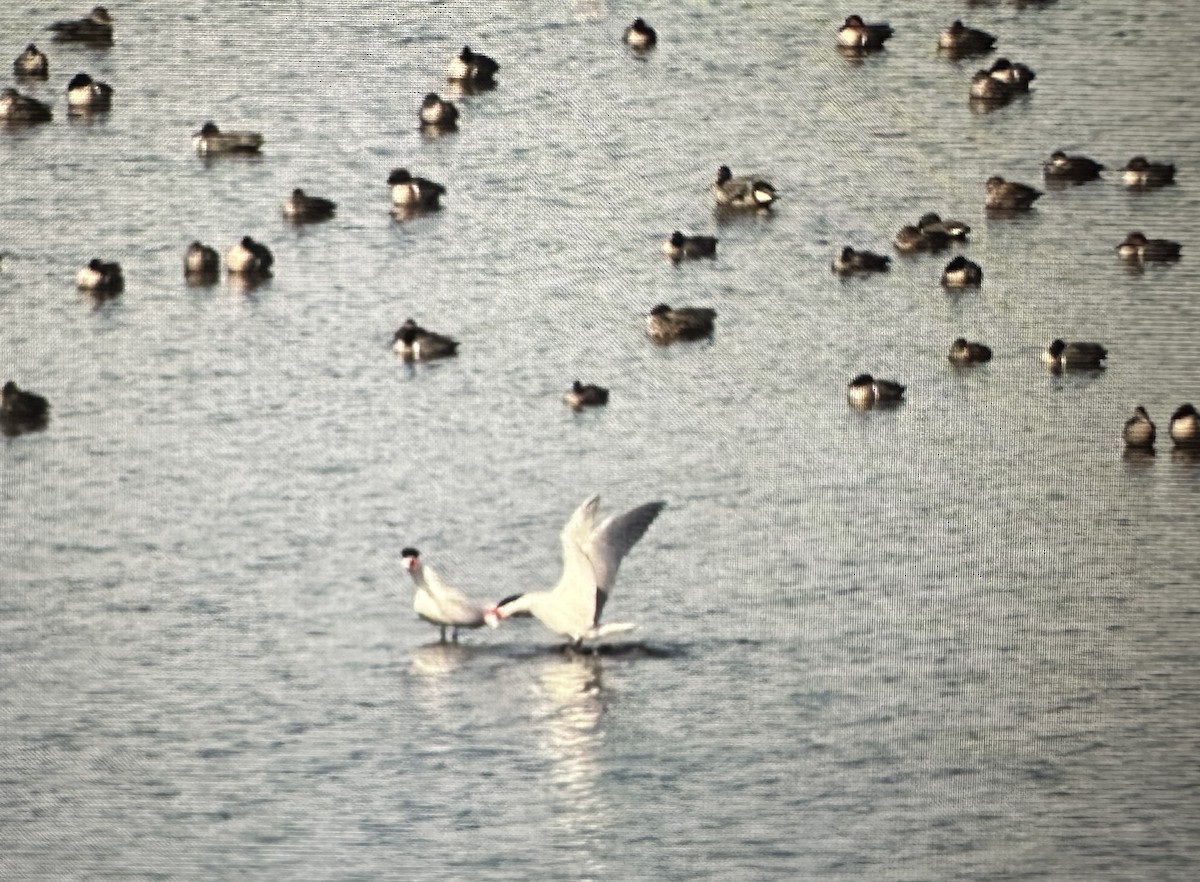 Caspian Tern - ML633613699