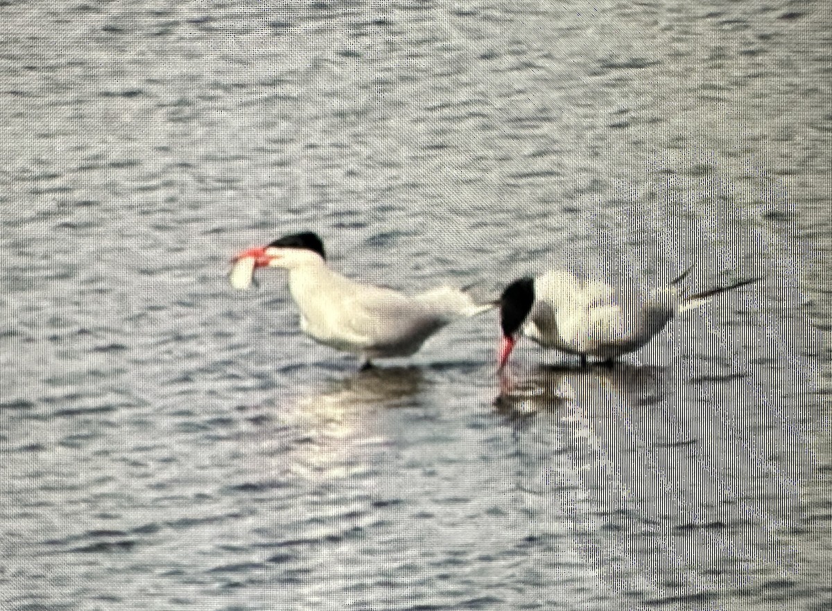 Caspian Tern - ML633613700