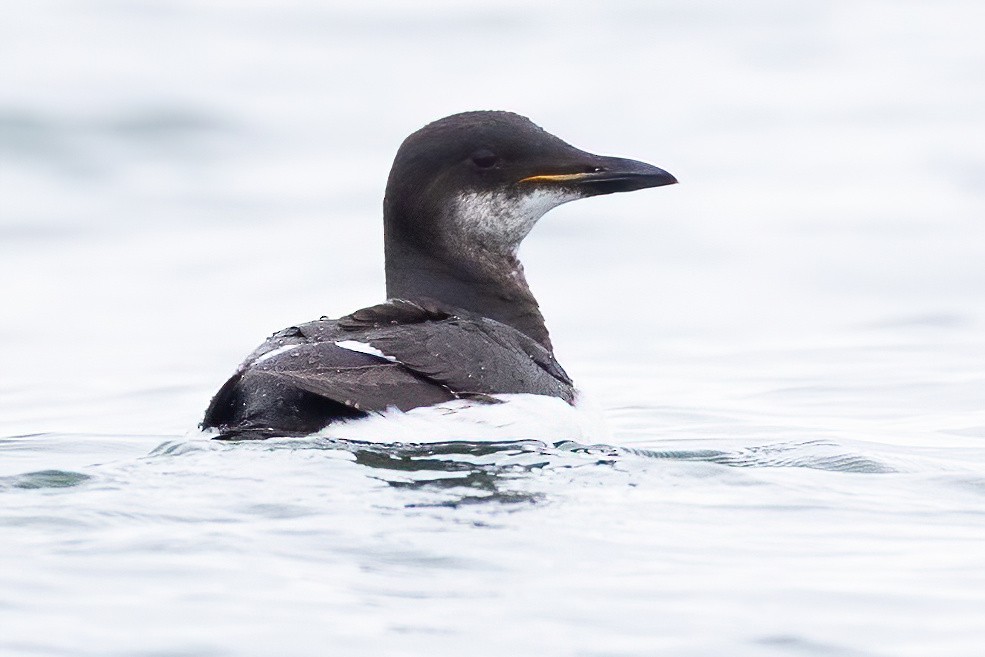 Guillemot de Brünnich - ML633613708