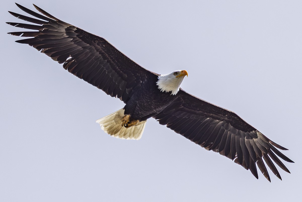 Bald Eagle - ML633613726