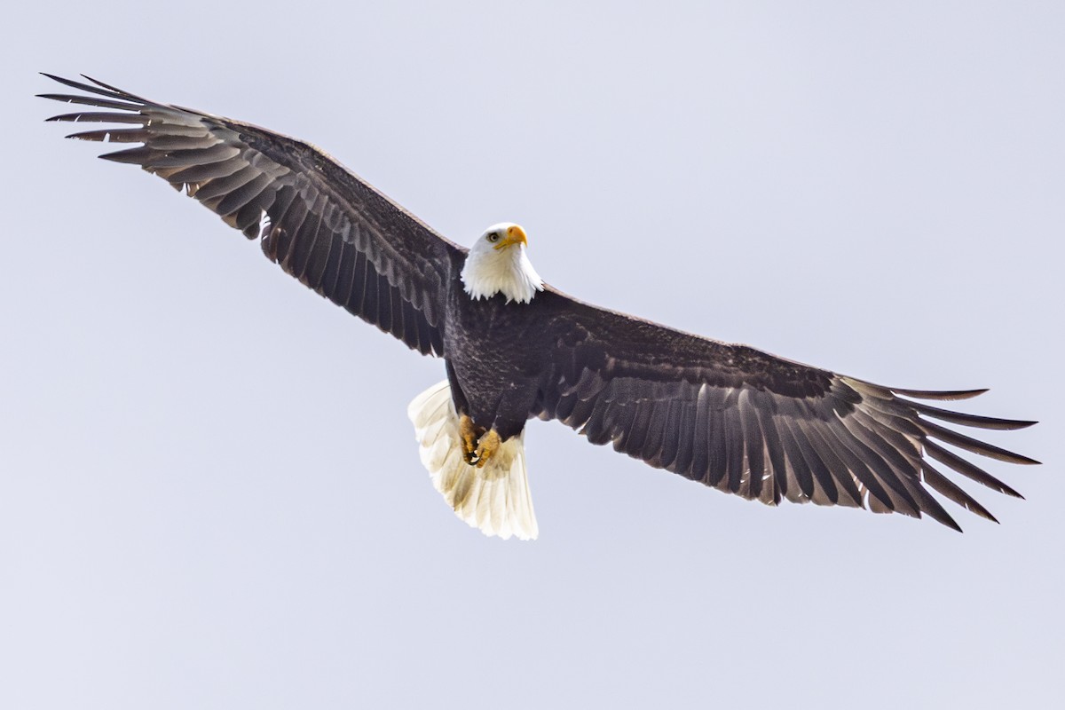 Bald Eagle - ML633613728