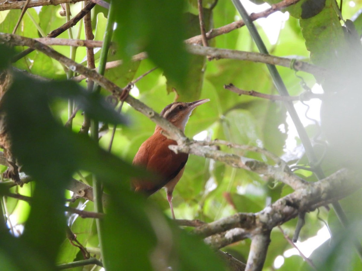 Pale-billed Hornero - ML633613891