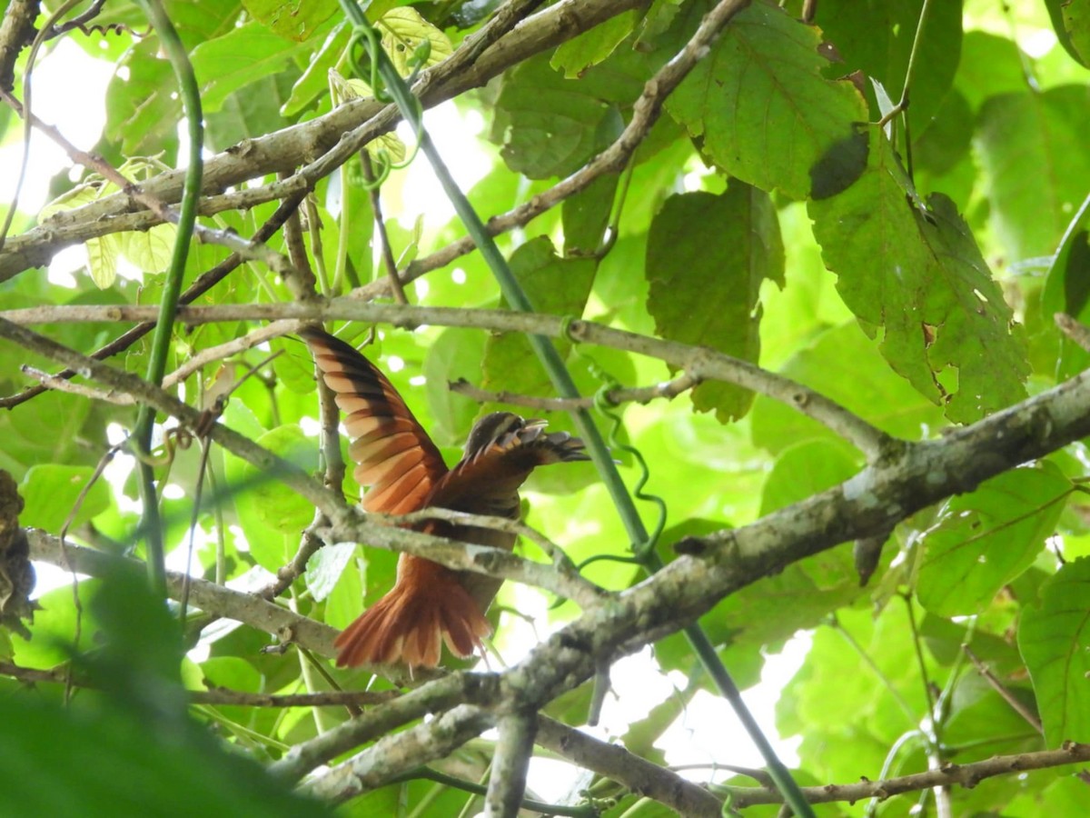 Pale-billed Hornero - ML633613892
