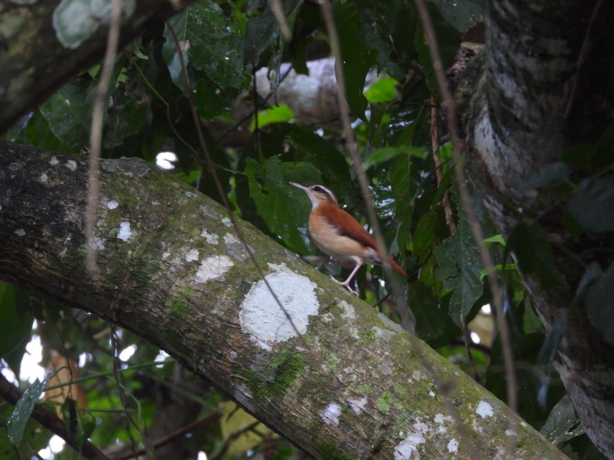 Pale-billed Hornero - ML633613893