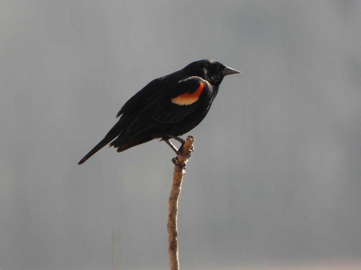 Red-winged Blackbird - ML633613958
