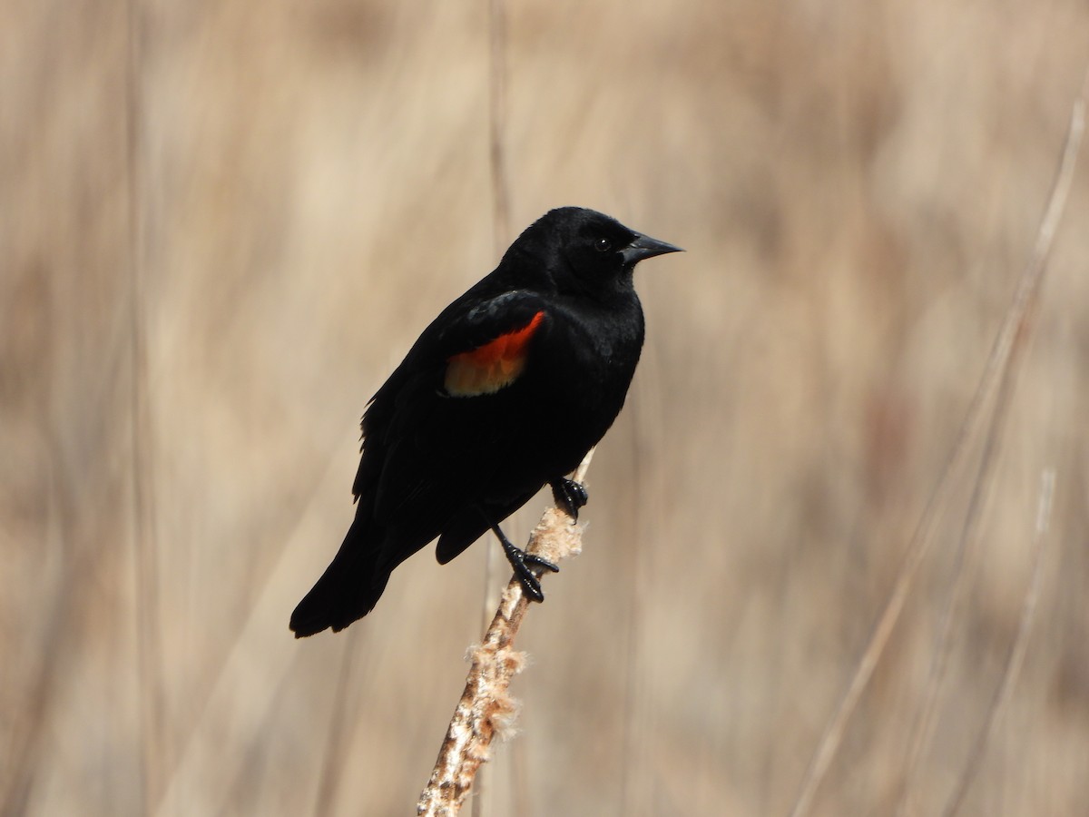 Red-winged Blackbird - ML633613968