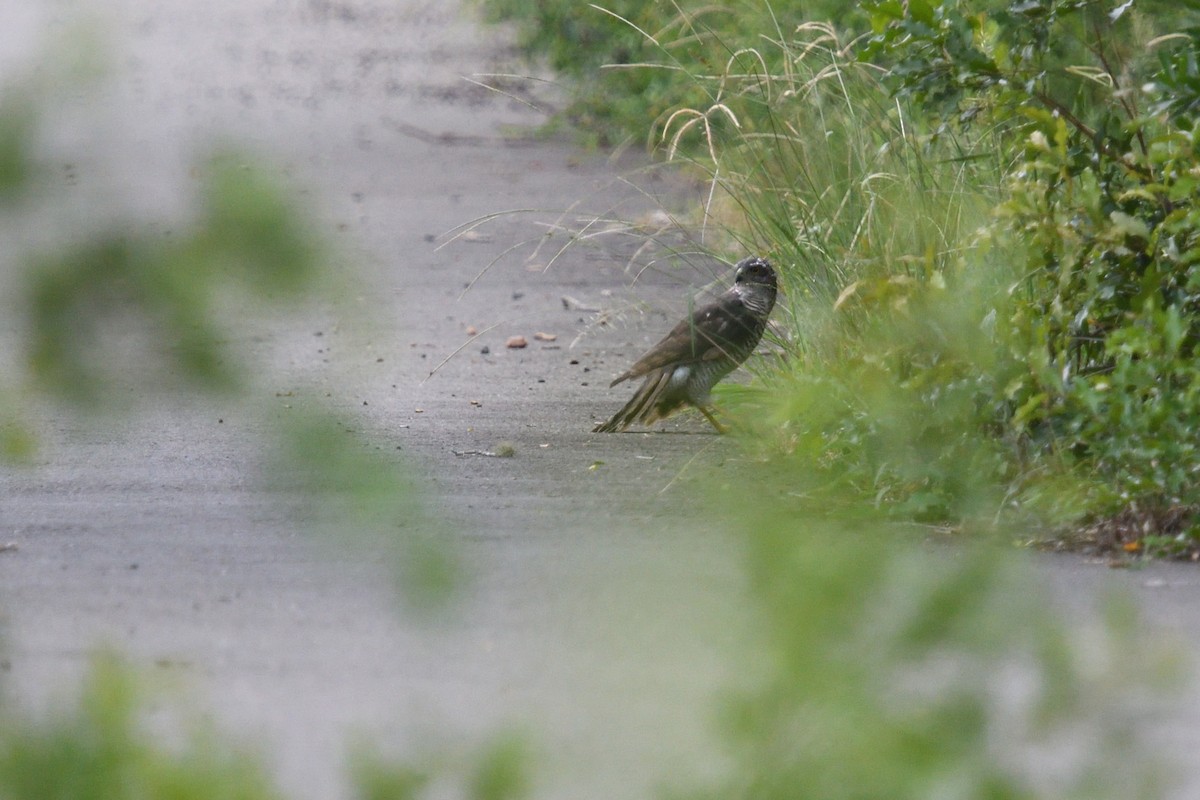 African Goshawk - ML633613980