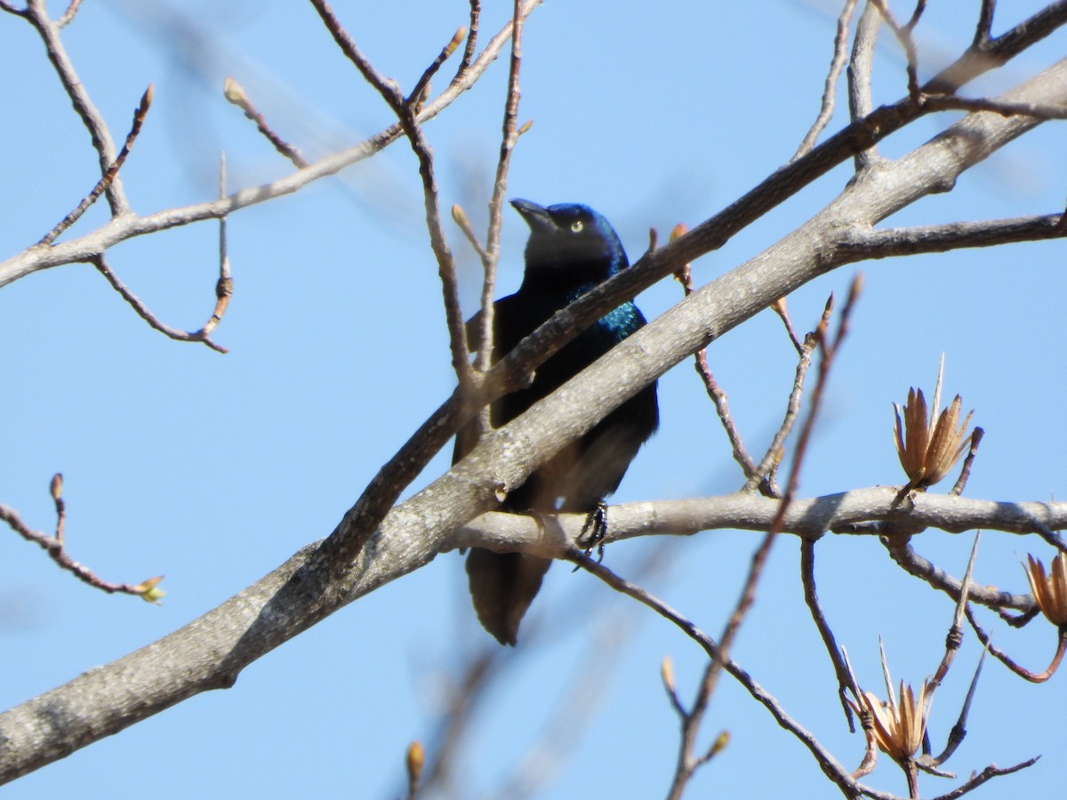 Common Grackle - ML633614006